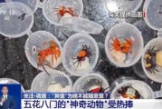 涉县@铲屎官们 养“异宠”或危害国家安全 这些行为违法了