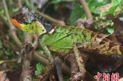 涉县云南南滚河保护区首次发现红唇棘蜥