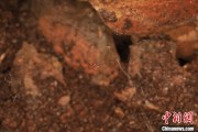 涉县江西发现蜘蛛新物种 为研究呵叻蛛属适应区域提供依据