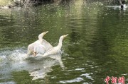 涉县吉林：罕见白鸬鹚连续两年“故地重游”